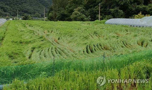 태풍 '링링' 경북 농작물 피해 12개 시·군 76㏊로 늘어(종합)