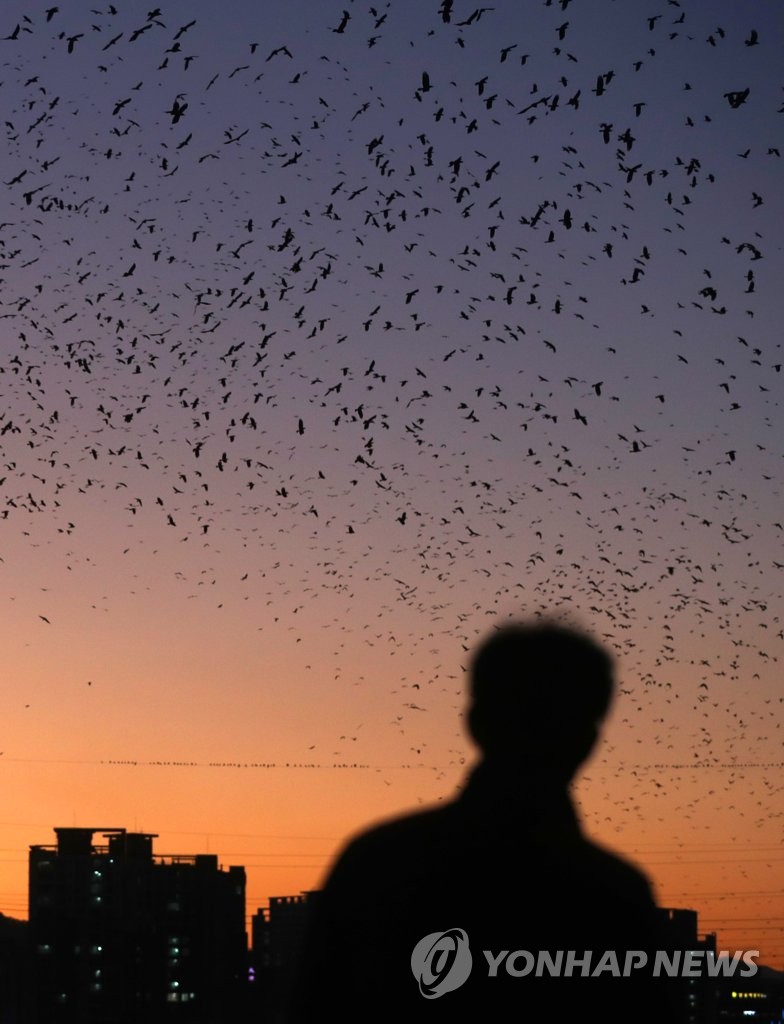 Crows take flight over Ulsan | Yonhap News Agency