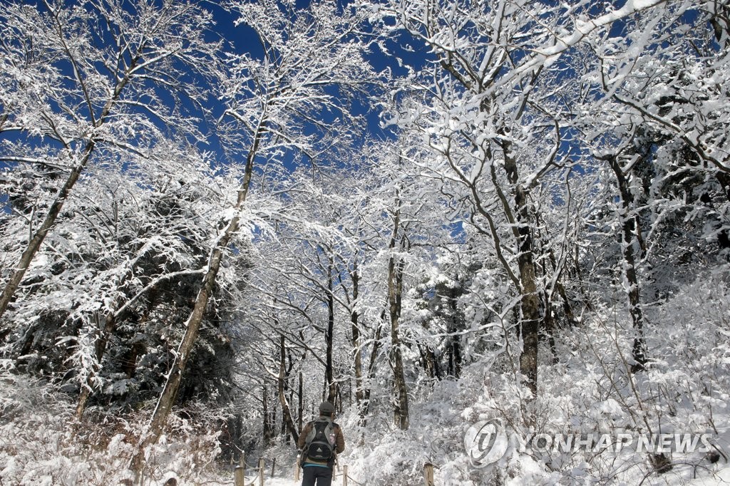 환상적인 눈꽃…대관령은 지금 동화 세상 | 연합뉴스