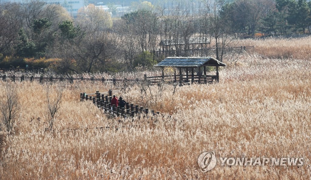 황금빛으로 물든 갈대 | 연합뉴스 황금빛으로 물든 갈대 | 연합뉴스
