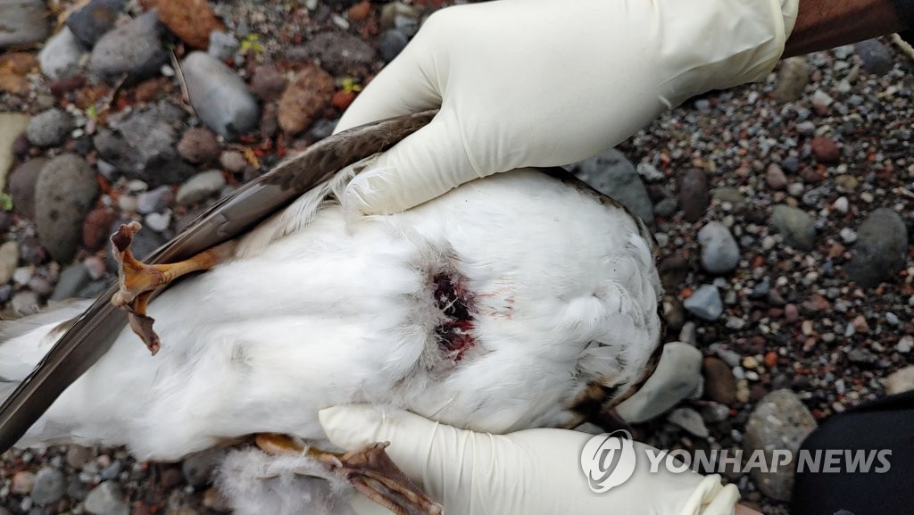 총에 맞아 폐사한 원앙