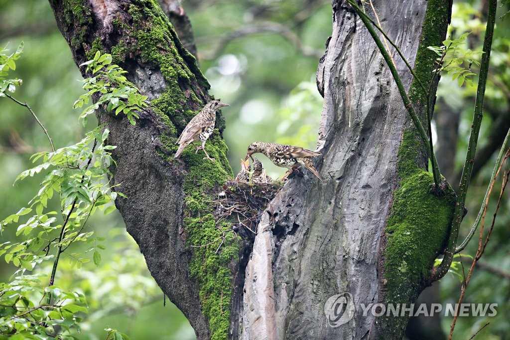 숲속에 사는 호랑지빠귀 가족
