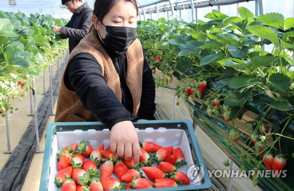 A farmer picks strawberries at a farm in Nonsan, 213 kilometers south of Seoul, on Dec. 9, 2020. (Yonhap)