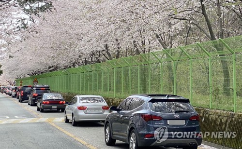 창원시, 벚꽃 개화시기 안민고개 통행 차단…25일부터 11일간