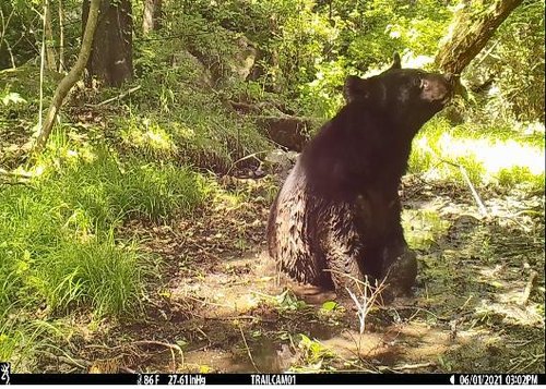 멸종위기 반달가슴곰, 2년 연속 비무장지대서 포착