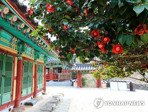 픽! 고창] 붉은 꽃망울 터트린 선운사 동백꽃 | 연합뉴스