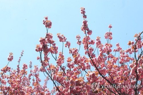 봄 끝자락 장식, 겹벚꽃 활짝