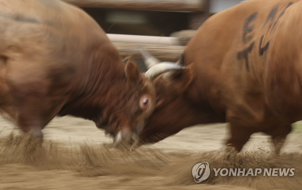 힘찬 의령 소 힘겨루기