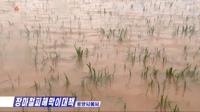 북한 평양시 협동농장에 침수된 논벼들의 모습