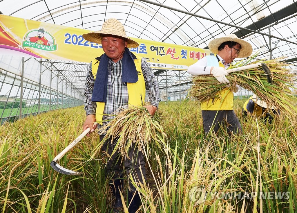 전국최초 여주쌀 첫 벼 베기