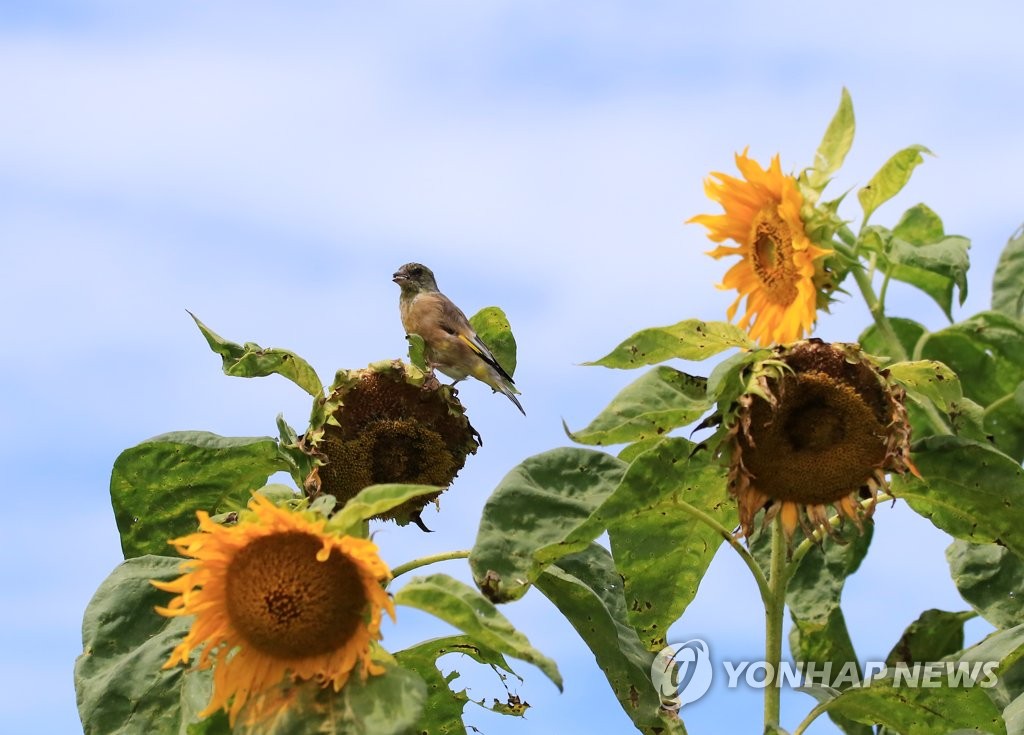 Un verderón chino sobre girasoles | AGENCIA DE NOTICIAS YONHAP