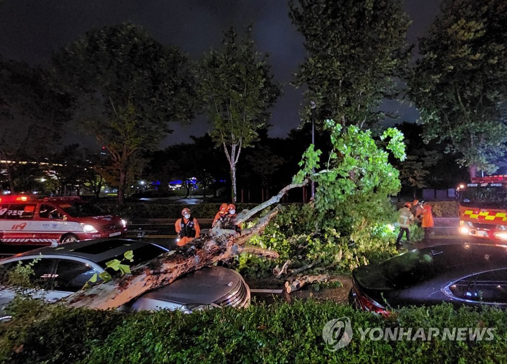La foto, proporcionada por un lector, muestra a los bomberos tratando de remover un árbol derribado por el tifón Hinnanmor, el 5 de septiembre de 2022, en Suwon, provincia de Gyeonggi. (Prohibida su reventa y archivo)
