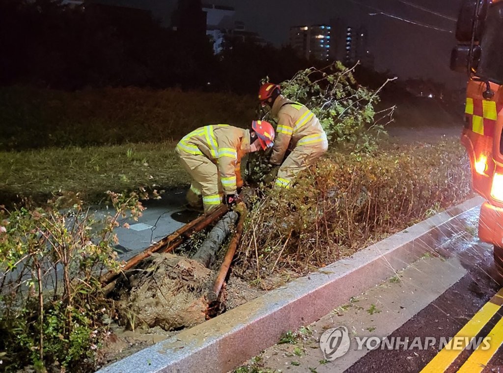 La foto, proporcionada por las autoridades de extinción de incendios, muestra a bomberos tendiendo un árbol, el 19 de septiembre de 2022, que cayó como consecuencia del tifón Nanmadol en Ulsan. (Prohibida su reventa y archivo)