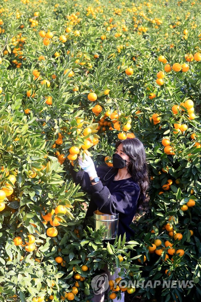 Experiencing tangerine picking Yonhap News Agency