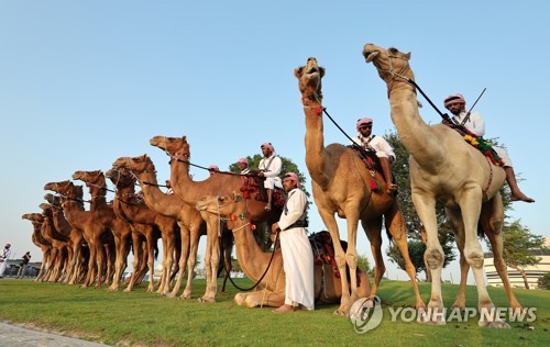 개막전 경기장 앞의 낙타