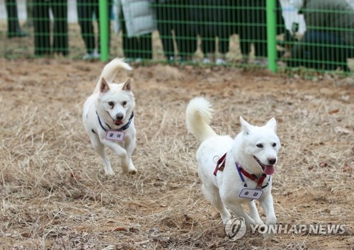 Los perros norcoreanos regalados a Moon encuentran un nuevo hogar