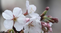 전국 최대 벚꽃축제 4년만에 즐긴다…봄의 전령 진해군항제 개막