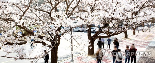 Cherry blossoms bloom in Daejeon
