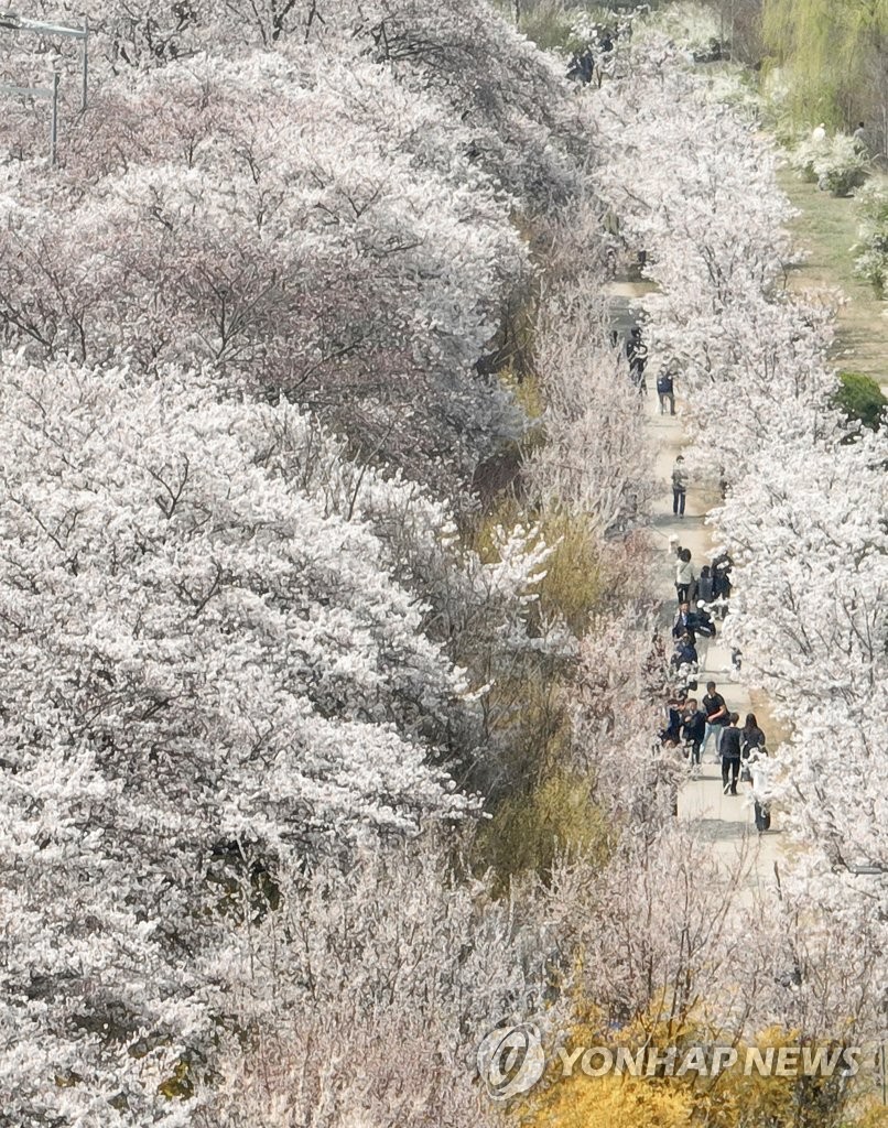 점심시간, 벚꽃 나들이