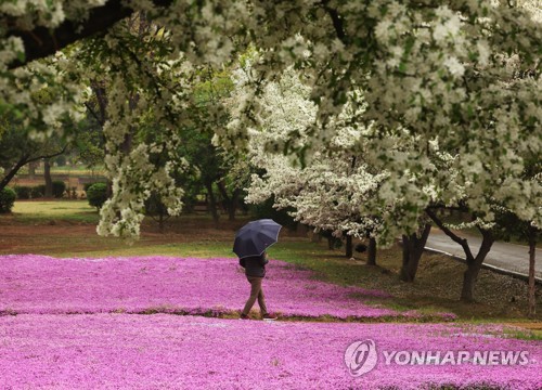 봄비 내리는 풍경