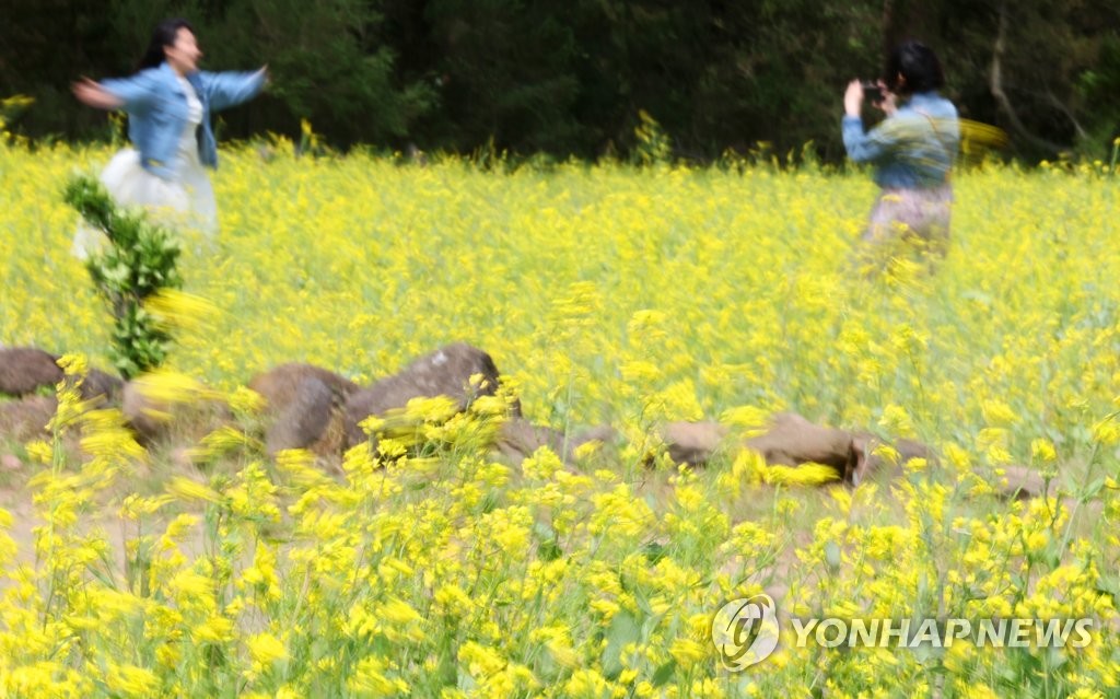 흔들리는 유채꽃들 속에서 | 연합뉴스