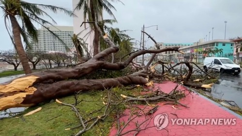 This AFP photo shows trees uprooted in Guam on May 25, 2023, in the aftermath of Typhoon Mawar. (Yonhap)