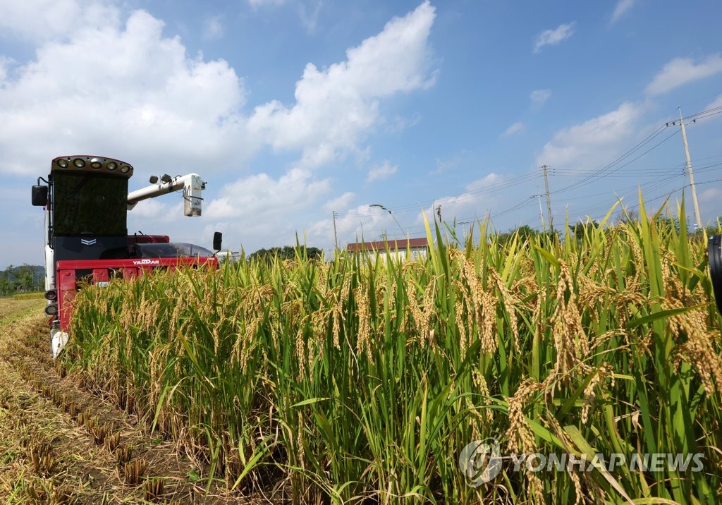 This file photo taken Aug. 21, 2023, shows a rice paddy in Cheorwon, 85 kilometers northeast of Seoul. (Yonhap)