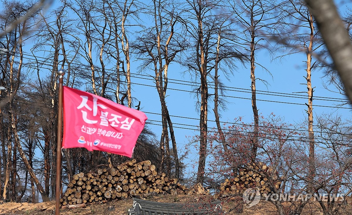 강릉 대형산불지역 산불 조심 깃발