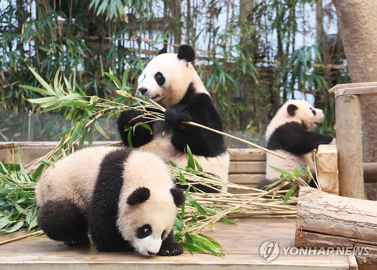 S Korea Born Twin Giant Pandas Yonhap News Agency