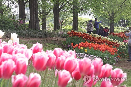 Se inaugura un festival de flores en Goyang