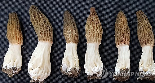 농진청, 세계적 희귀버섯 '모렐버섯' 인공 재배 성공