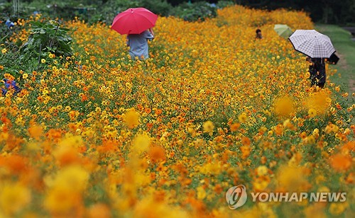 Campo de flores cosmos