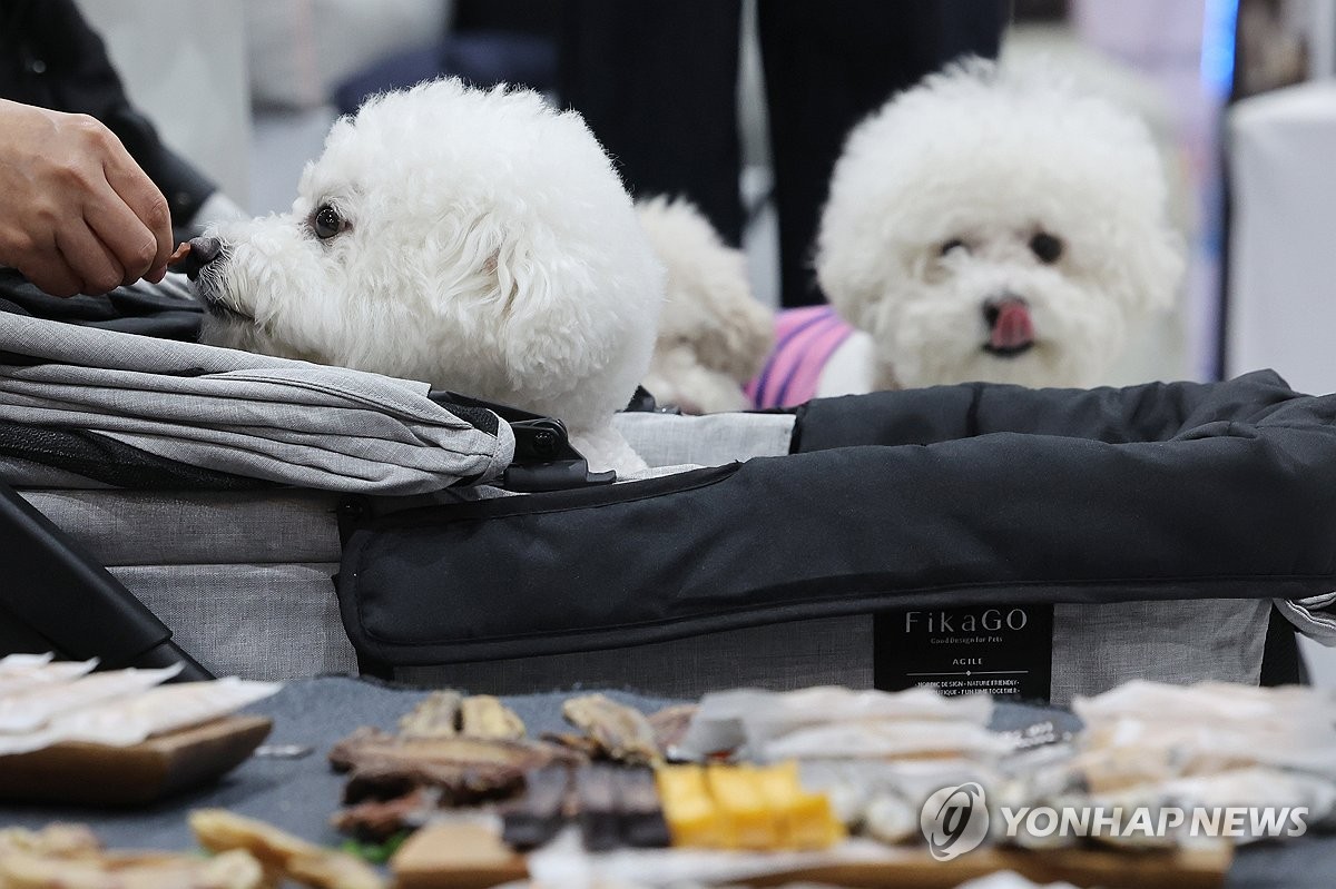[샷!] 강아지도 입학시험 본다…"스카이개슬"