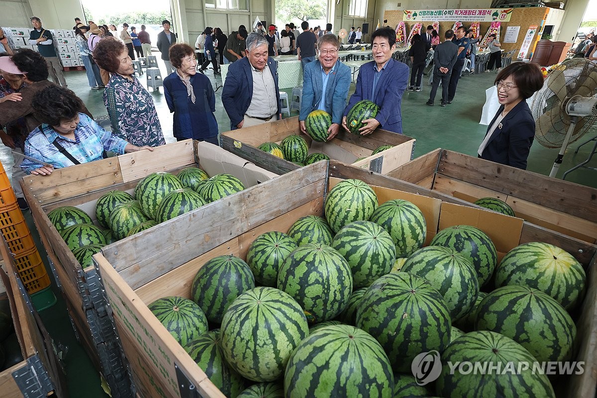신엄리 수박 직거래 장터 개장