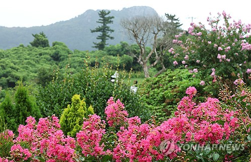 Lilas des Indes