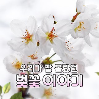 [포토무비] 우리가 잘 몰랐던 벚꽃 이야기