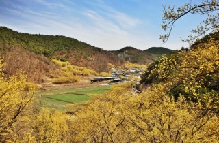 의성에 산수유 꽃 보러 오세요…꽃맞이 행사 9일간 열려