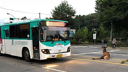 농장 탈출한 사슴, 시내버스와 충돌…소방대 구조