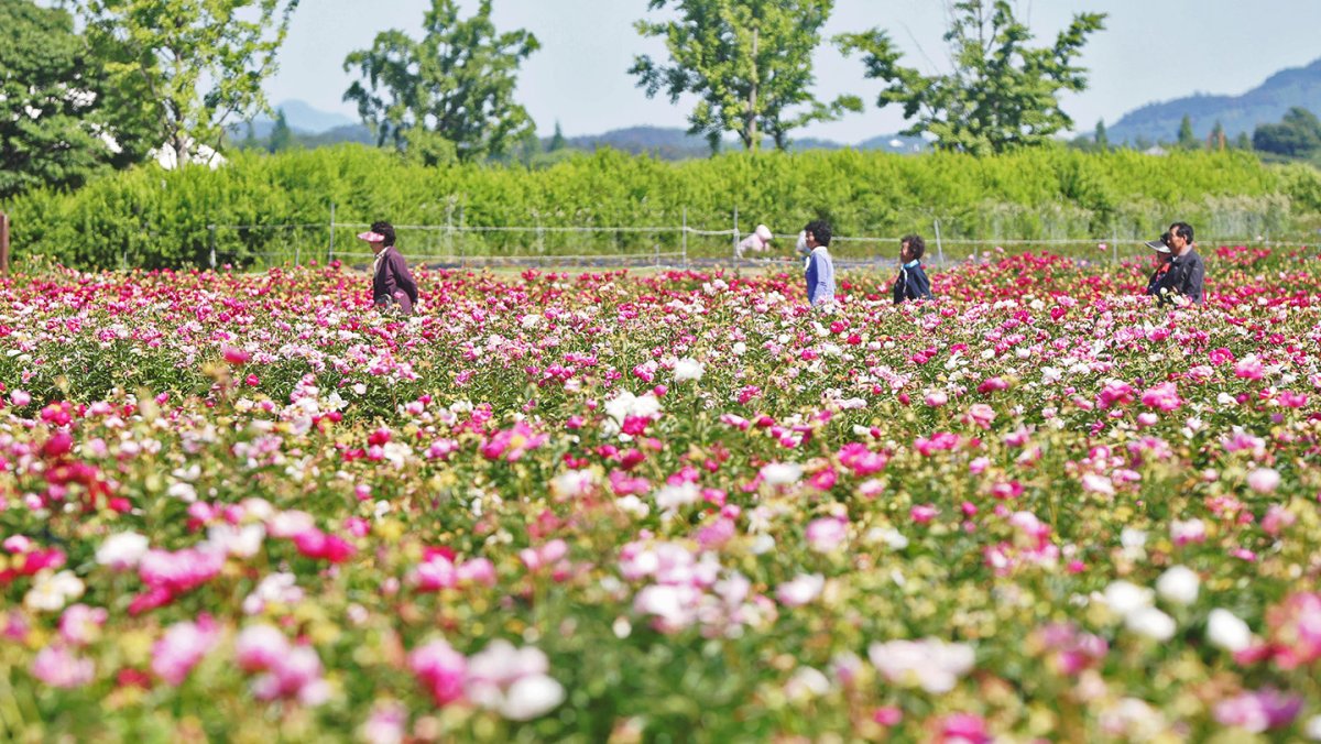 '봄기운 가득'…함안 강나루 생태공원 작약꽃밭 