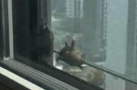 성남 아파트 창문에 대낮 박쥐 출현 '깜짝'…"2시간 머물다 가"