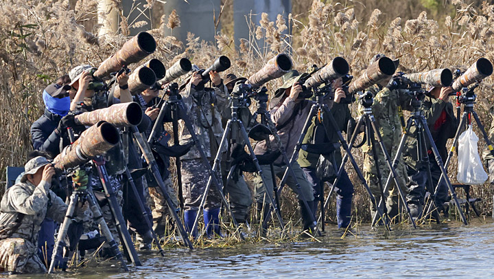 물수리 쫓는 생태사진작가들…강릉 남대천