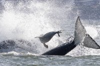 범고래떼, 몸 비틀어 꼬리 스매싱…보트 위로 날아 피한 물개